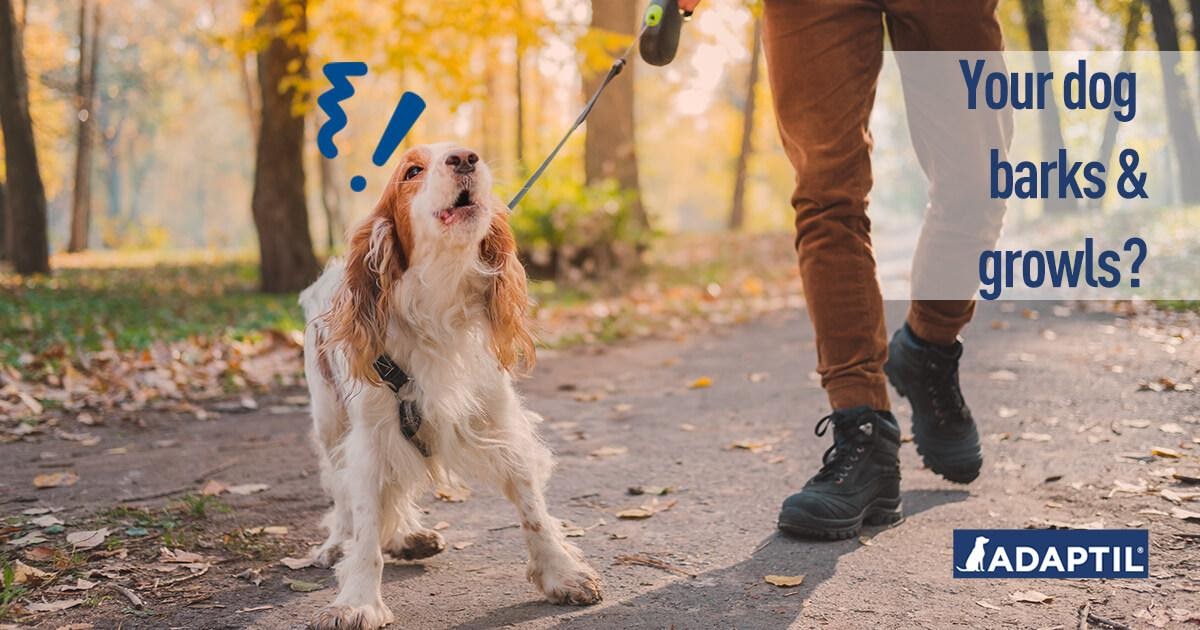 Does Your Dog Bark and Growl at Strangers? 3 Reasons Why